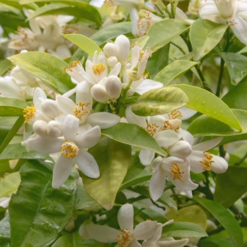 Orange Blossom
