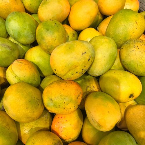 Ripe Mango