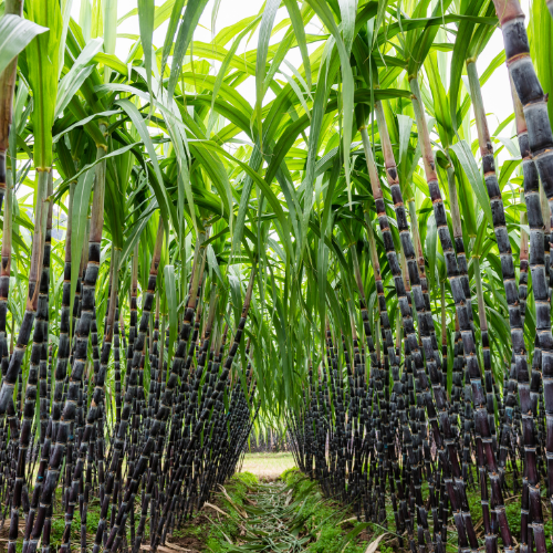 Cane Sugar