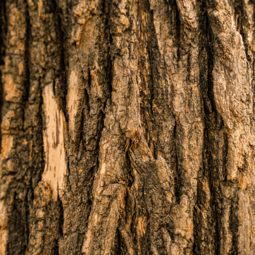 Woody