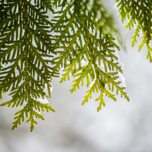 Cedar