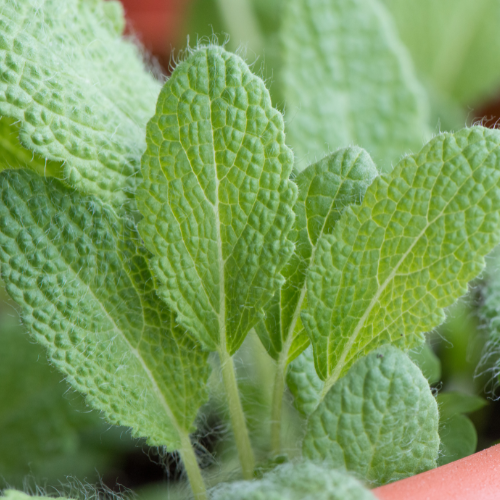 Clary Sage