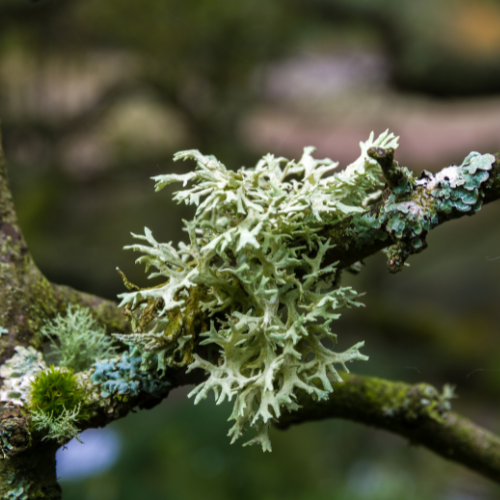 Oakmoss